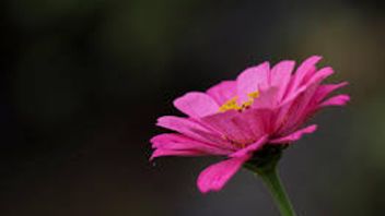 花びらの機能と植物の生殖における重要な役割