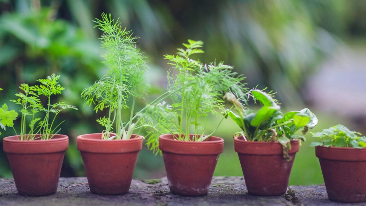 10 Types Of Drug Plants That Can Be Planted At Home As First Aid