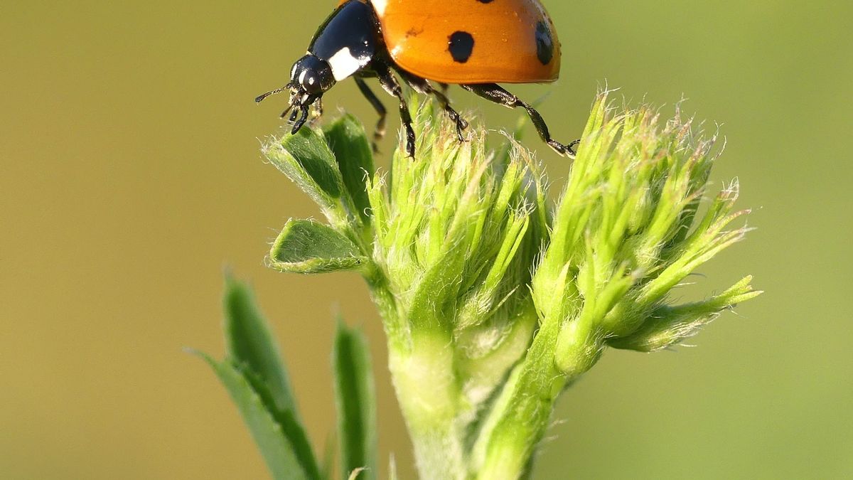 Meski Kadang Bikin Geli, 6 Jenis Serangga Ini Berperan Jaga Lingkungan