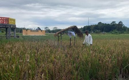 Nilai Tukar Petani Babel Naik 0,81 Persen