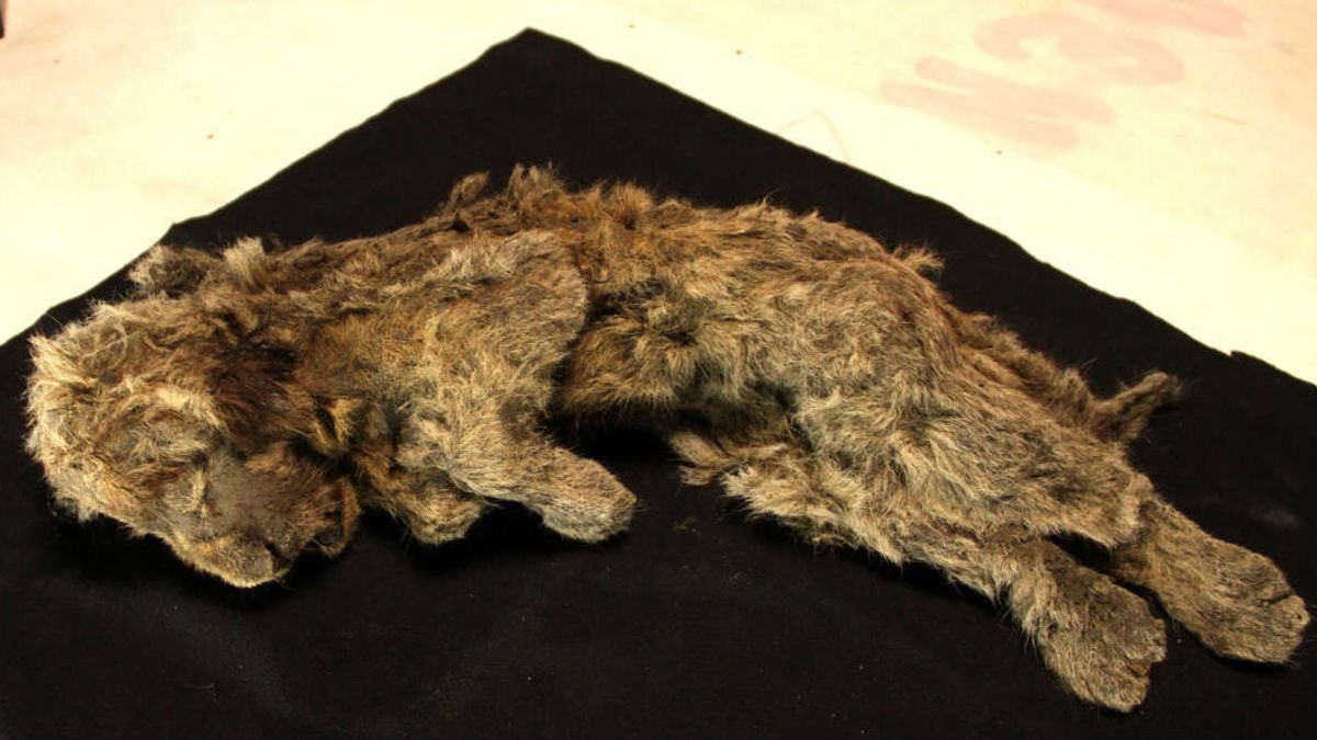 埋藏了两万八千年，发现古狮幼崽尸体相对完整