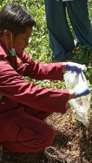 Usai Mangsa Sapi Milik Warga Agam Sumbar, 3 Hari Ini BKSDA Sibuk 