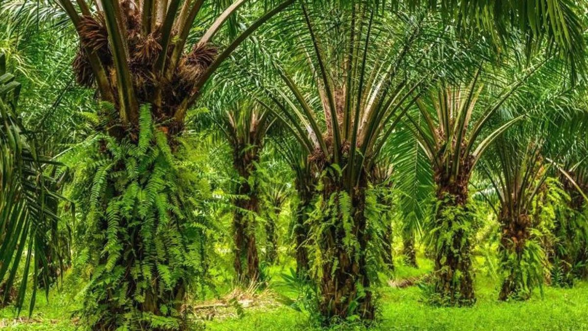التعرف على الكتلة الحيوية لزيت النخيل ، الطاقة المتجددة التي لديها إمكانات كبيرة في إندونيسيا