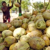 Kemenperin Jamin Pasokan Bahan Baku Rencana Proyek Hilirisasi Kelapa China di RI
