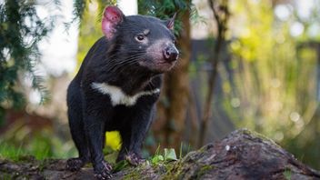 3,000年後に初めて、オーストラリアの野生で生まれたタスマニアの悪魔