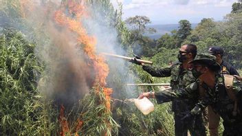 Two Hectares of Cannabis Field in Aceh Besar Destroyed