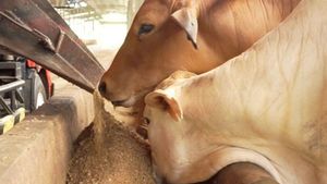 Defisit 263 Ribu Ton, IPB Minta Pemerintah Genjot Produksi Daging Ruminansia