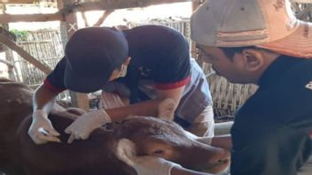 FMDの流行に襲われ、パメカサン摂政政府は2つの地区で何百頭もの牛にワクチンを接種