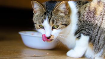 选择健康猫粮品牌的5个技巧