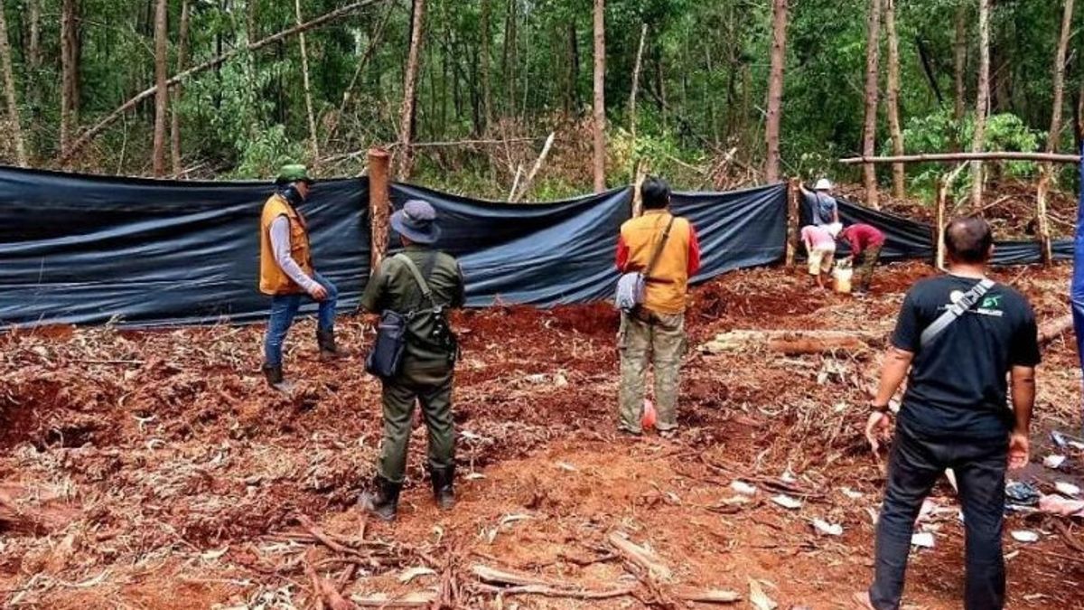 老虎袭击Pelalawan Riau的种植园工人，BKSDA安装了10个陷阱摄像机